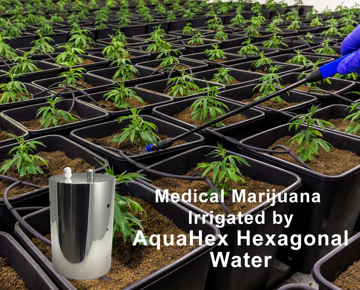 Medical Marijuana irrigated by AquaHex hexagonal water