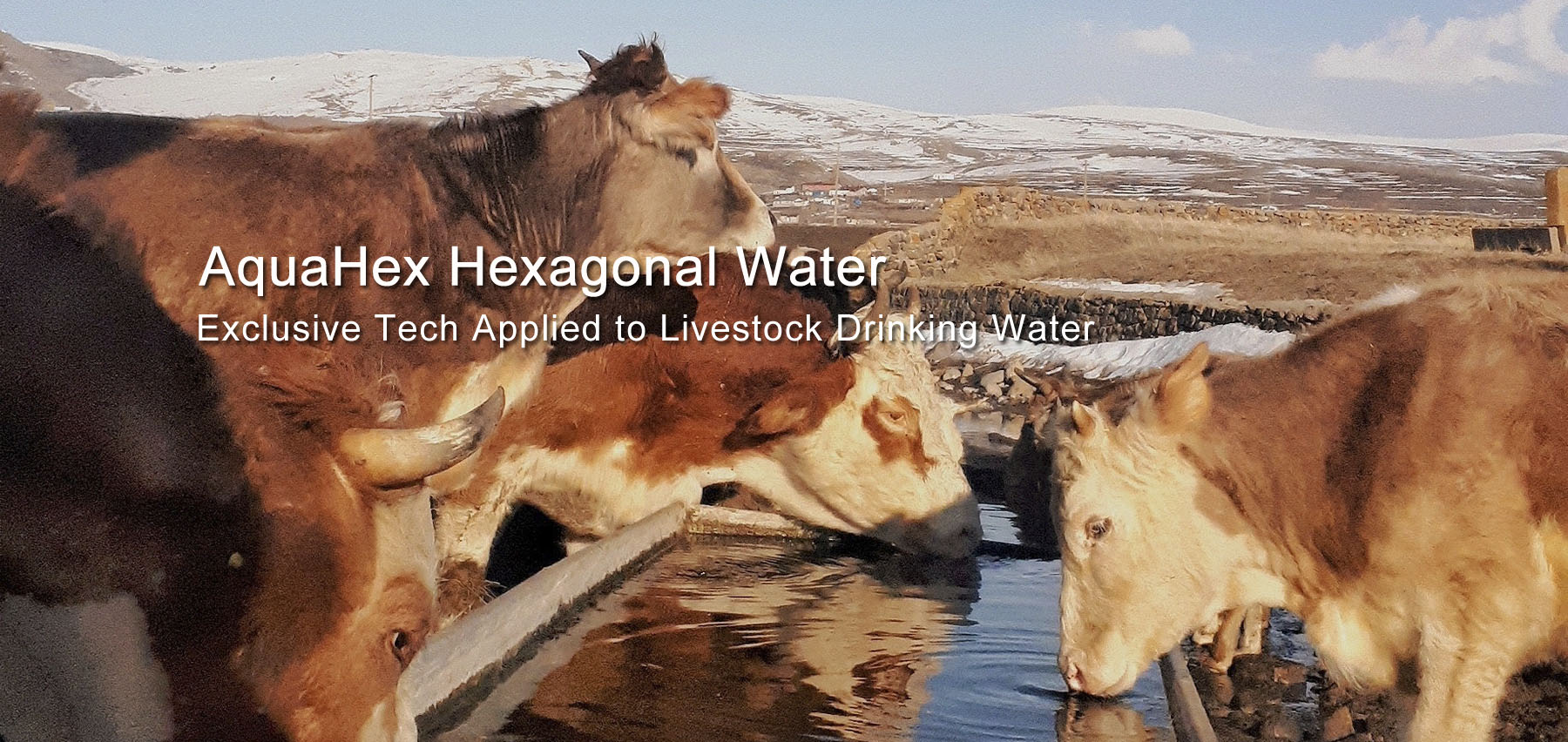 AquaHex hexagonal water for livestock drinking water