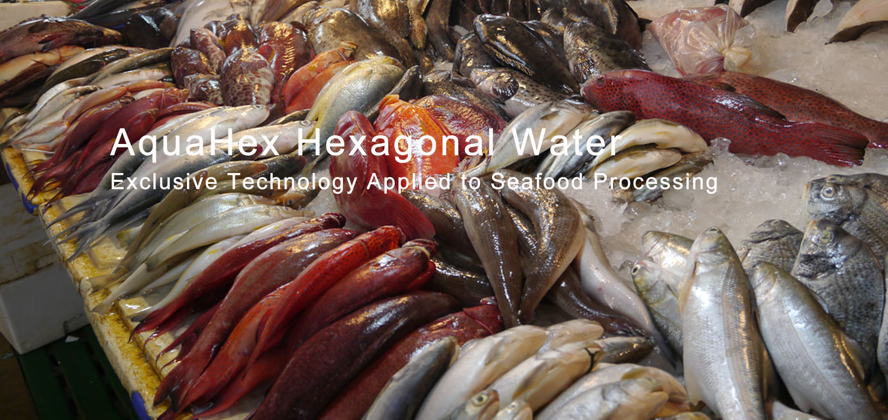 AquaHex hexagonal water applied to seafood processing