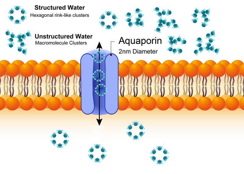 AquaHex hexagonal water pass through aquaporin channel